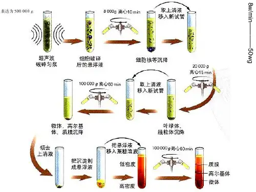 新教材细胞器之间的分工合作课件人教版2