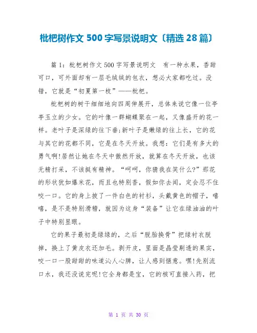 枇杷树作文500字写景说明文(精选28篇)