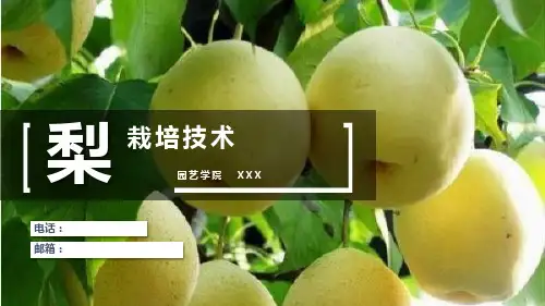 梨树栽培技术 