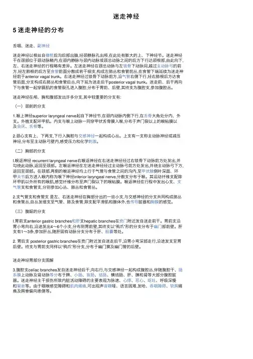 迷走神经——精选推荐