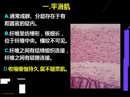 人体结构学-基本组织-肌组织课件