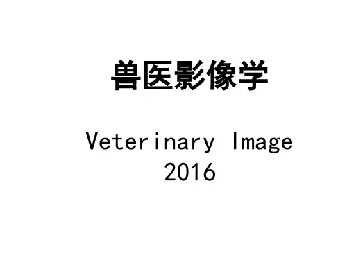 兽医影像学x光相关了解