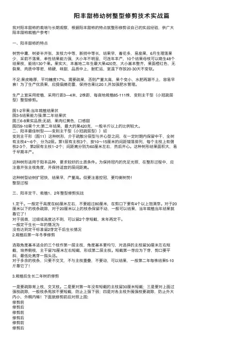 阳丰甜柿幼树整型修剪技术实战篇