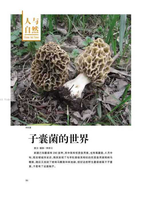子囊菌的世界
