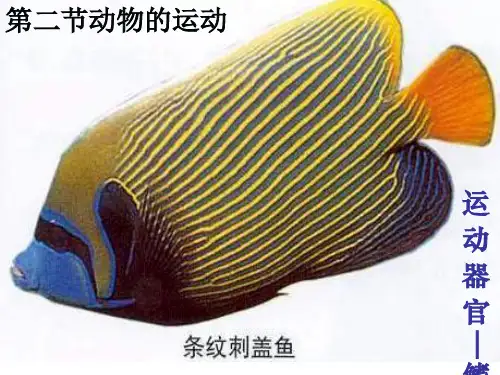 鲁科版生物八年级上册7.2.1《动物的运动》课件(共19张PPT)