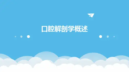 口腔解剖学概述