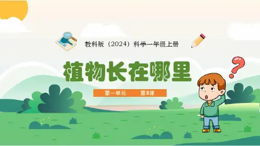 植物长在哪里ppt课件