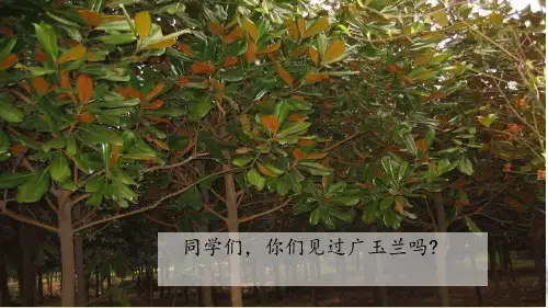 六年级下册语文课件-18 广玉兰_苏教版(共62张)