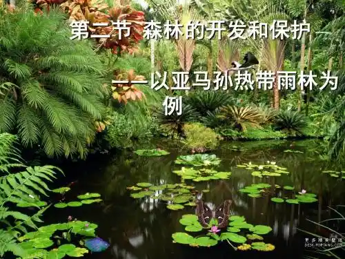 2.2《森林的开发和保护——以亚马孙热带雨林为例》课件06