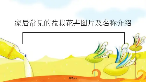 家居常见的盆栽花卉图片及名称介绍ppt课件