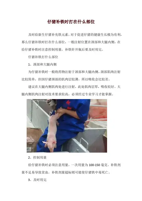仔猪补铁时打在什么部位