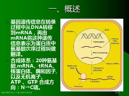 新版生物化学合工大蛋白质的生物合成