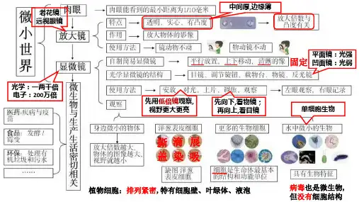 期末单元复习思维导图(课件) 六年级上册科学教科版