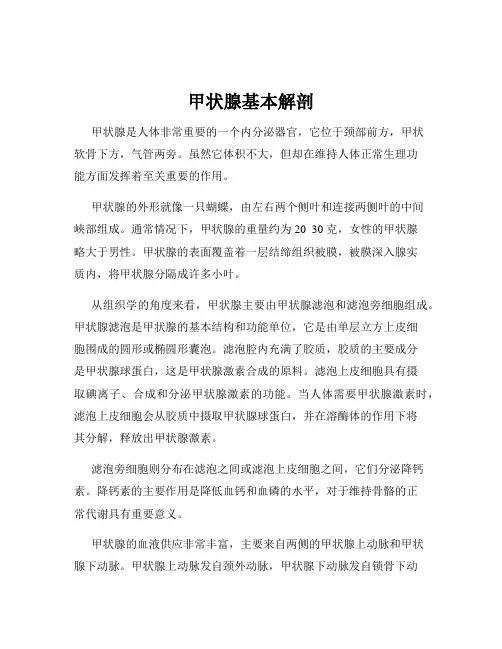 甲状腺基本解剖
