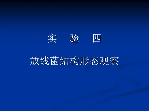 放线菌结构形态观察