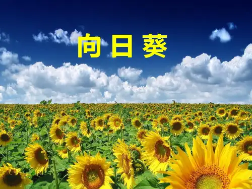 梵高-向日葵PPT课件