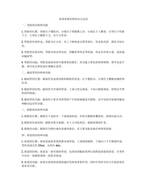 泌尿系统结构知识点总结