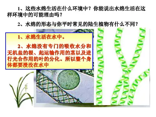 藻类植物、蕨类植物、苔藓植物的区别