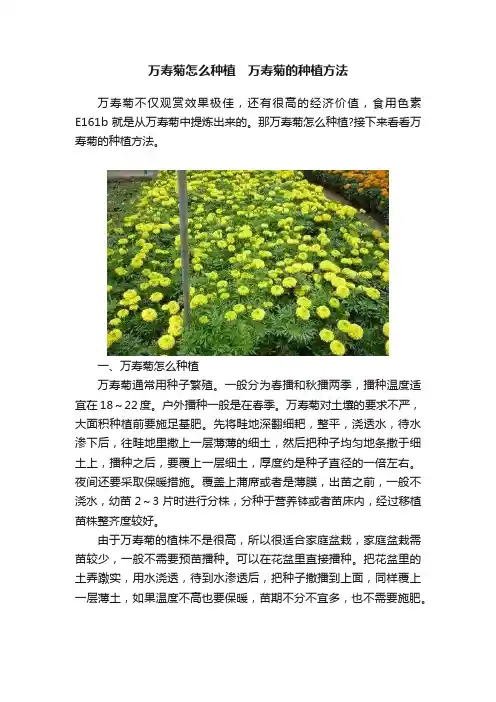 万寿菊怎么种植　万寿菊的种植方法