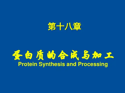 蛋白质合成与加工翻译