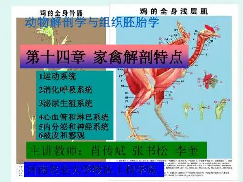 家禽解剖