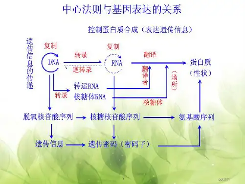 基因突变和基因重组(优质课)  ppt课件