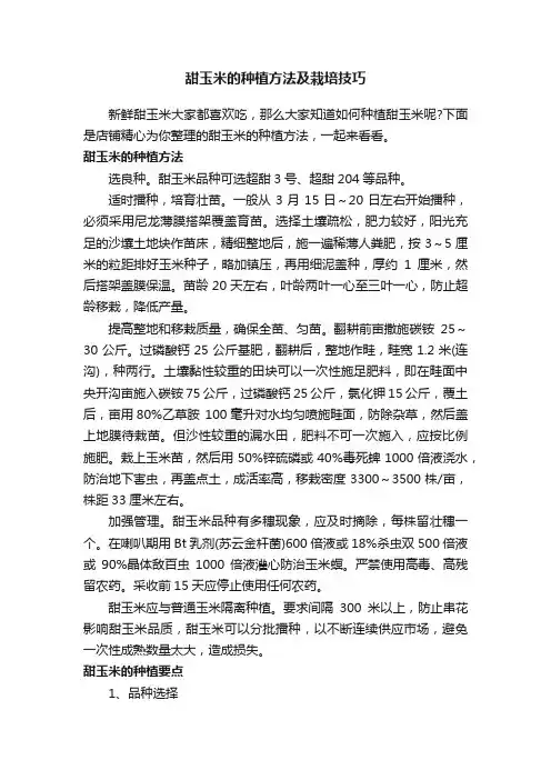 甜玉米的种植方法及栽培技巧