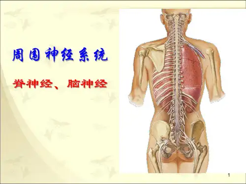 周围神经系统：脊神经、脑神经