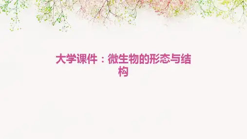 大学课件：微生物的形态与结构