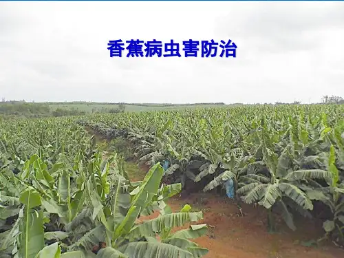 香蕉病虫害防治图谱大全