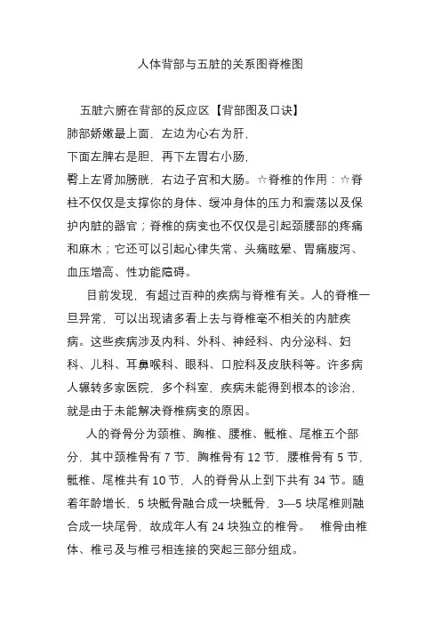 人体背部与五脏关系图脊椎图