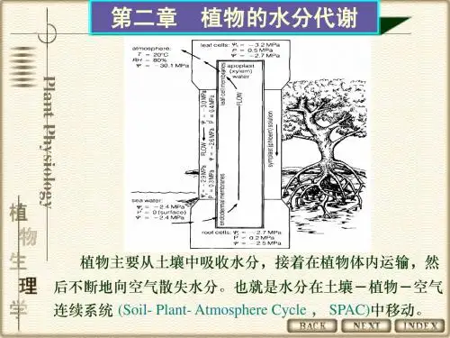 植物水分代谢