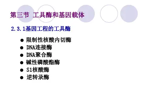 工具酶和基因载体PPT课件