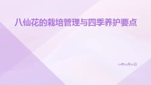 八仙花的栽培管理与四季养护要点