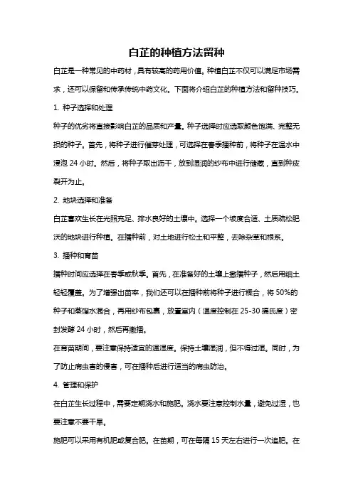 白芷的种植方法留种