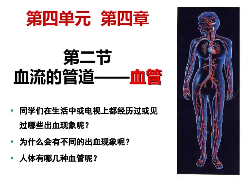 4.4.2 血流的管道——血管 课件 人教版七年级生物下册