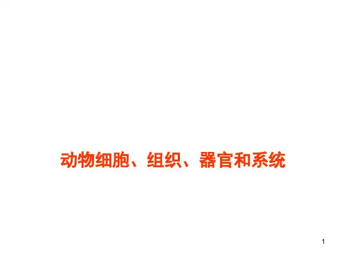 细胞与组织PPT课件