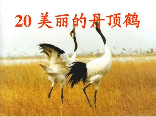 二年级语文上册《美丽的丹顶鹤》