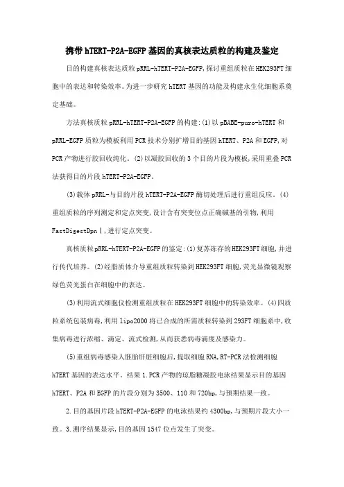 携带hTERT-P2A-EGFP基因的真核表达质粒的构建及鉴定