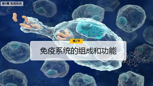 人教版(新教材)高中生物选择性必修1优质课件1：4 1 免疫系统的组成和功能
