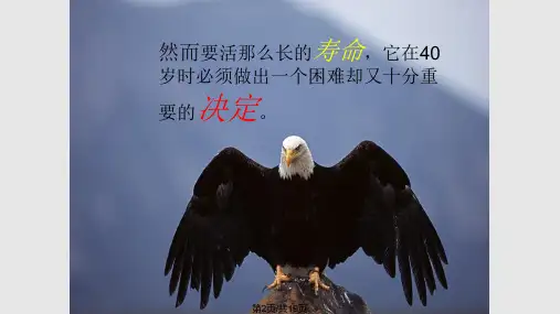 鹰蜕变学习教程.pptx