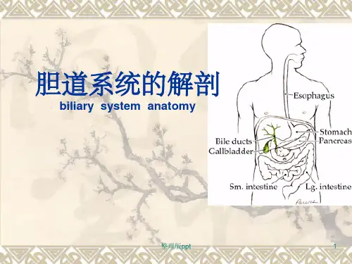 胆道解剖课件