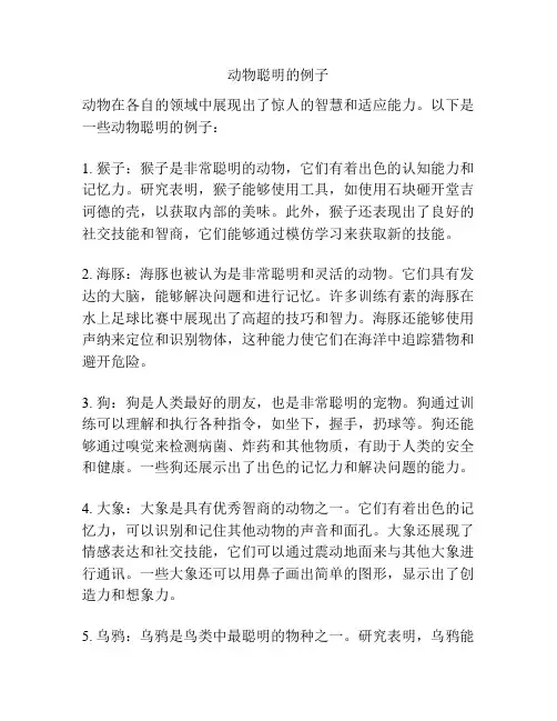 动物聪明的例子