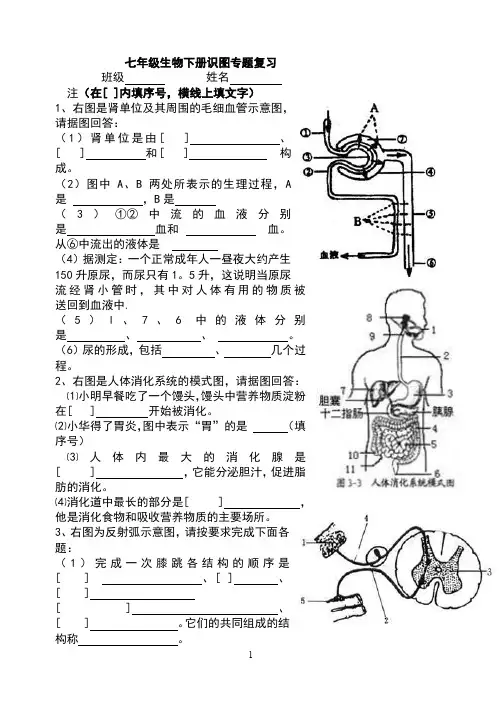人教版七年级生物下册识图专项练习