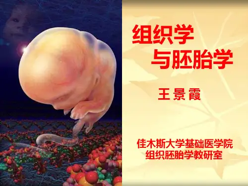 组织学与胚胎学 软骨与骨