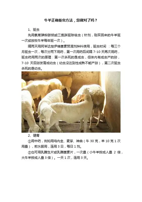 牛羊正确驱虫方法，您做对了吗？