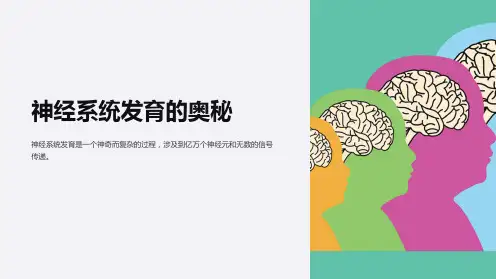 《神经系统发育》课件