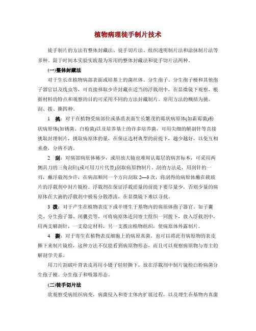 徒手切片技术
