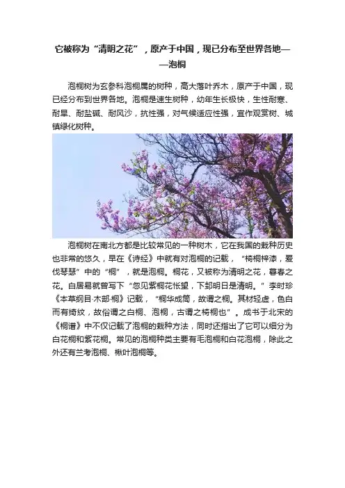 它被称为“清明之花”，原产于中国，现已分布至世界各地——泡桐