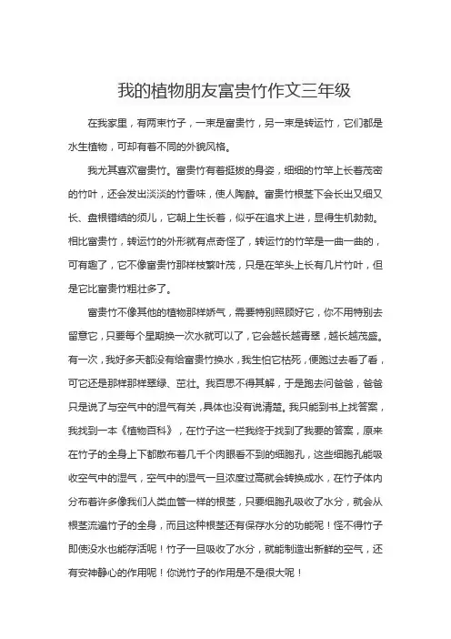 我的植物朋友富贵竹作文三年级